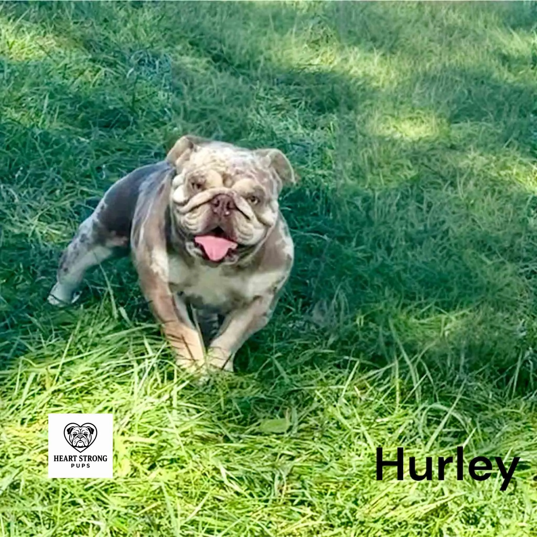 Hurley the English Bulldog puppy standing in green grass