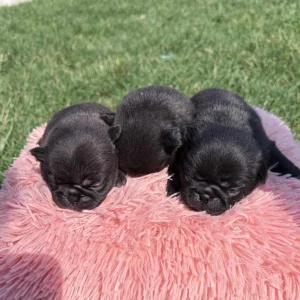 Three black Pug puppies on a pink pillow