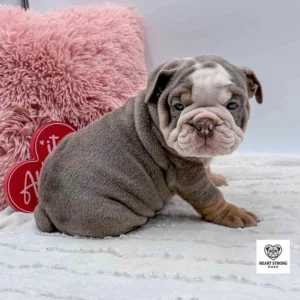 English Bulldog puppy with a brown and white coat, a new puppy who just got adopted