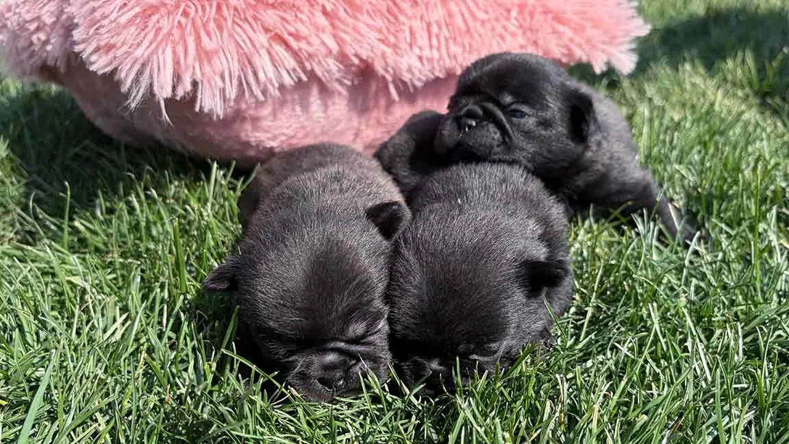 Three black Pug puppies playing in the grass