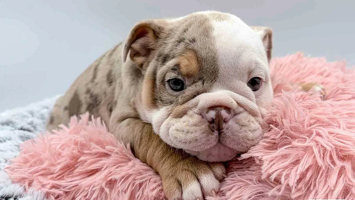 New puppy on his first week home, on a pink pillow