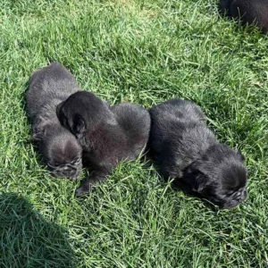 Three newborn Pugs in the grass