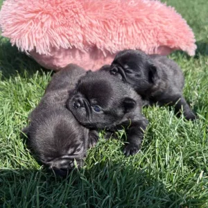 Three Pugs lying in the grass next to a fluffy pink pillow