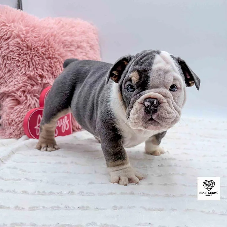 English Bulldog puppy with a grey and white coat
