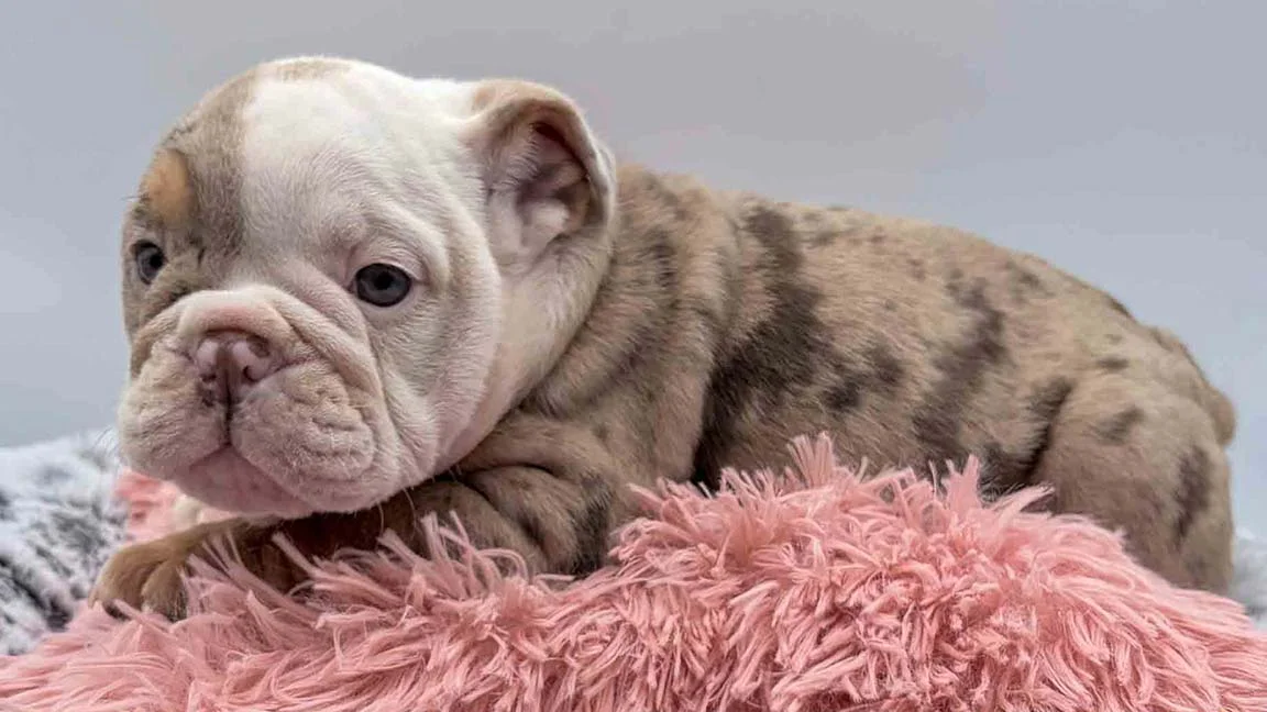 Bulldog puppy resting on a dog bed during the day and crate training at night