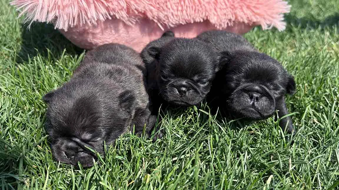 Black Pug puppies lying togetehr in the grass