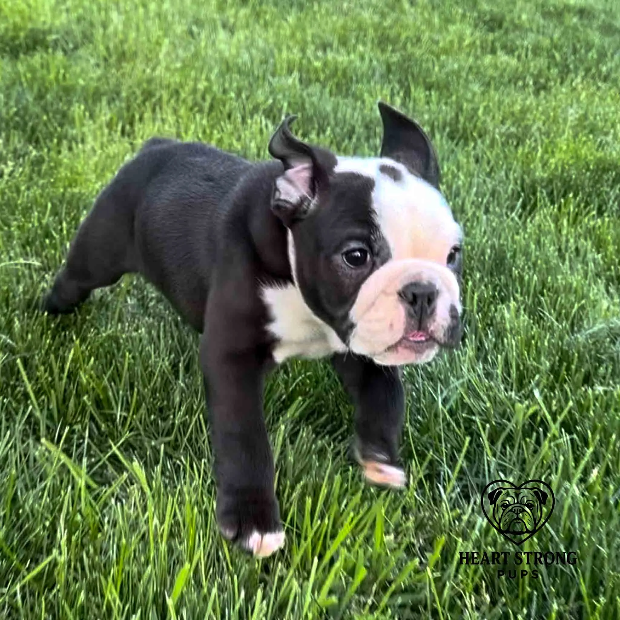 Wally looking a little wild when he is running his fastest.