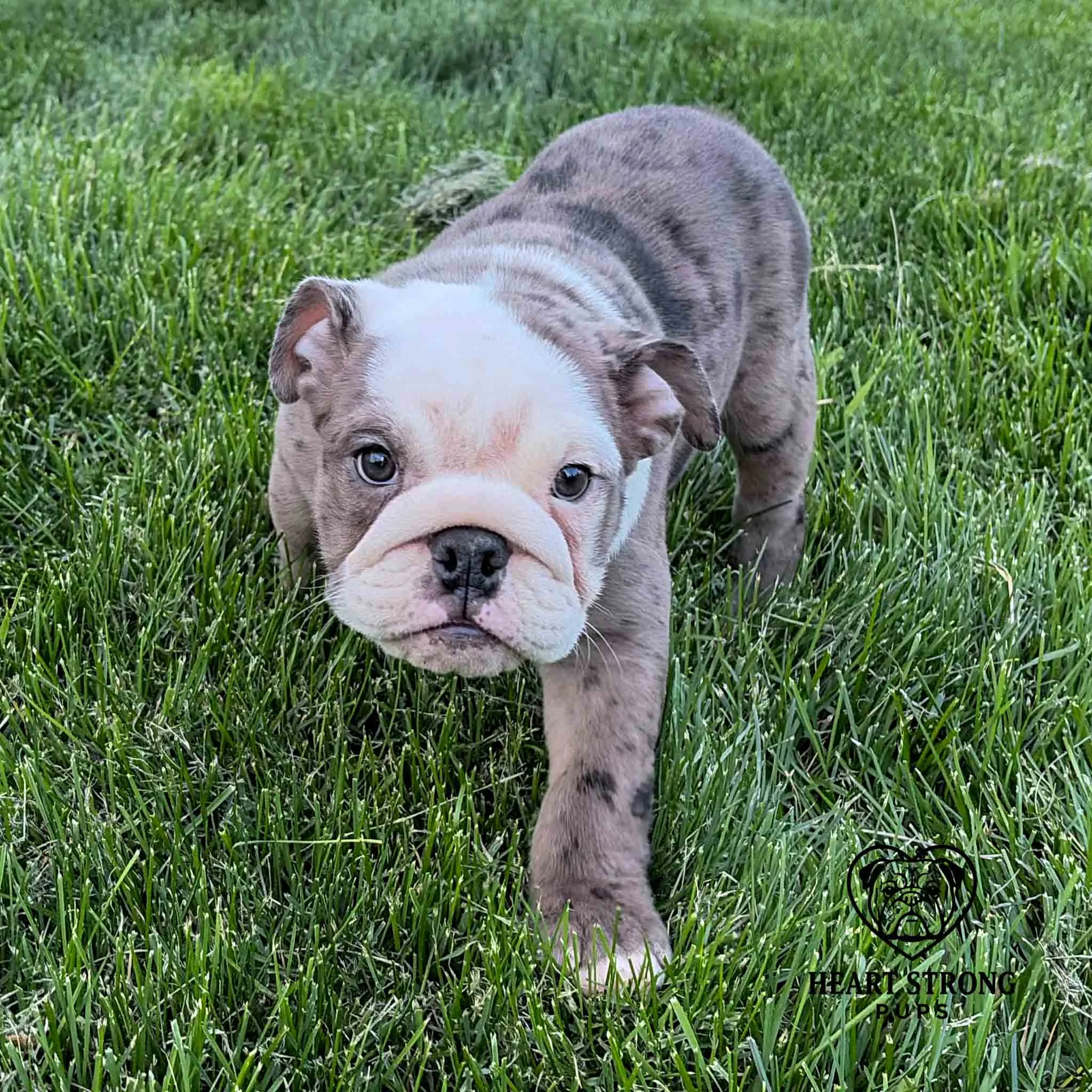 Dolly the English Bulldog puppy running in the grass