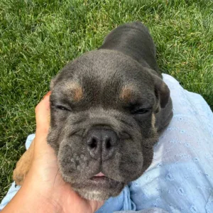 Owner learning how to care for an English Bulldog 