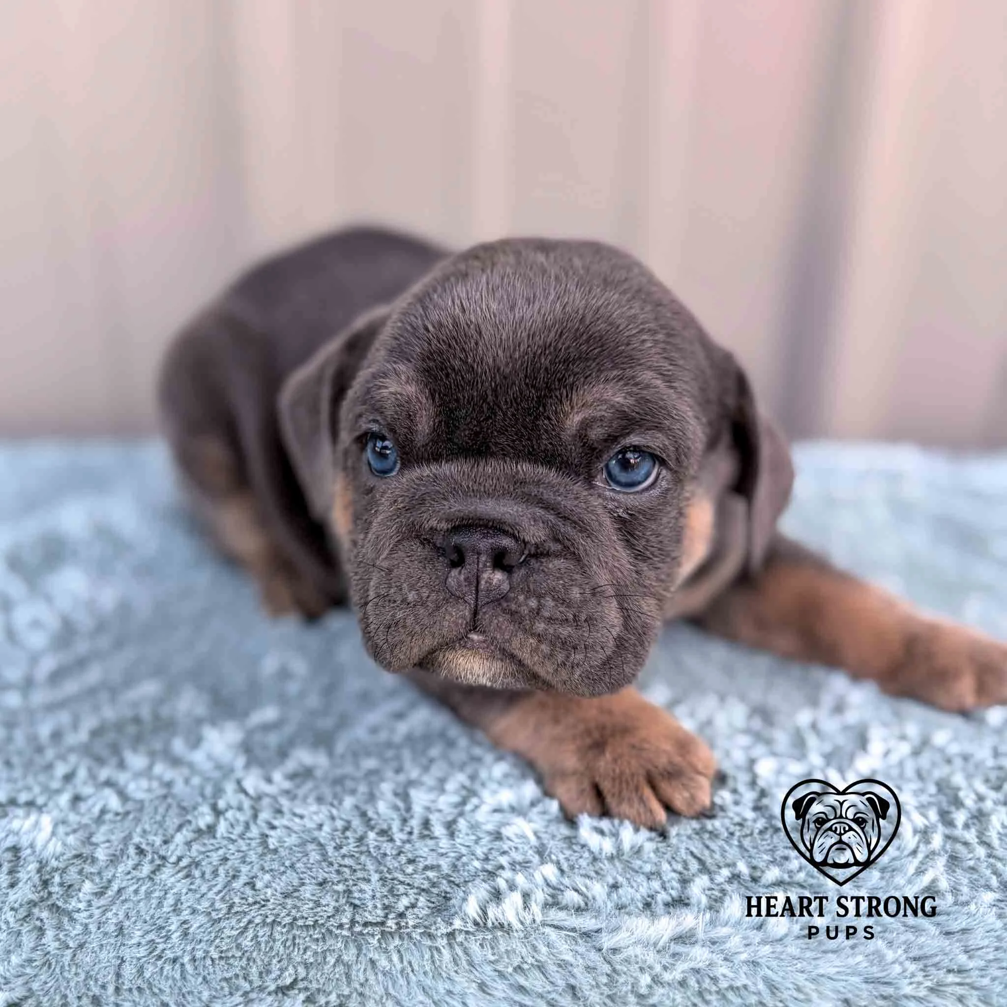 blue eyed English Bulldog pup laying on soft blue blanket