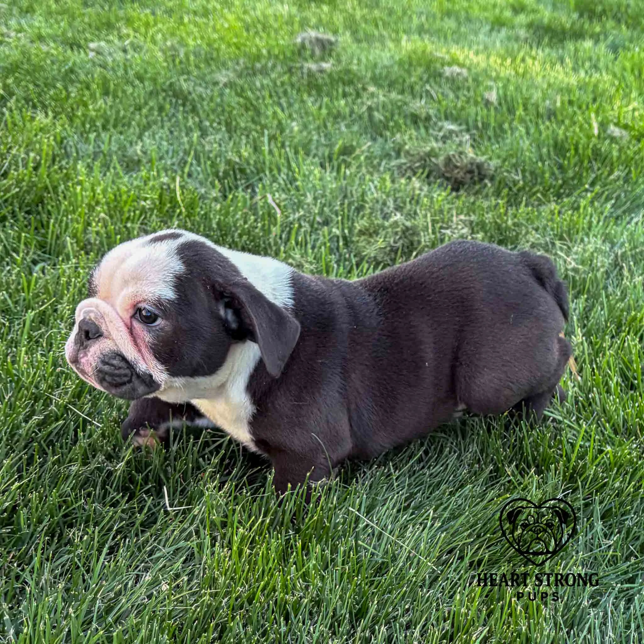 Wally the English Bulldog puppy taking a stroll thru the yard