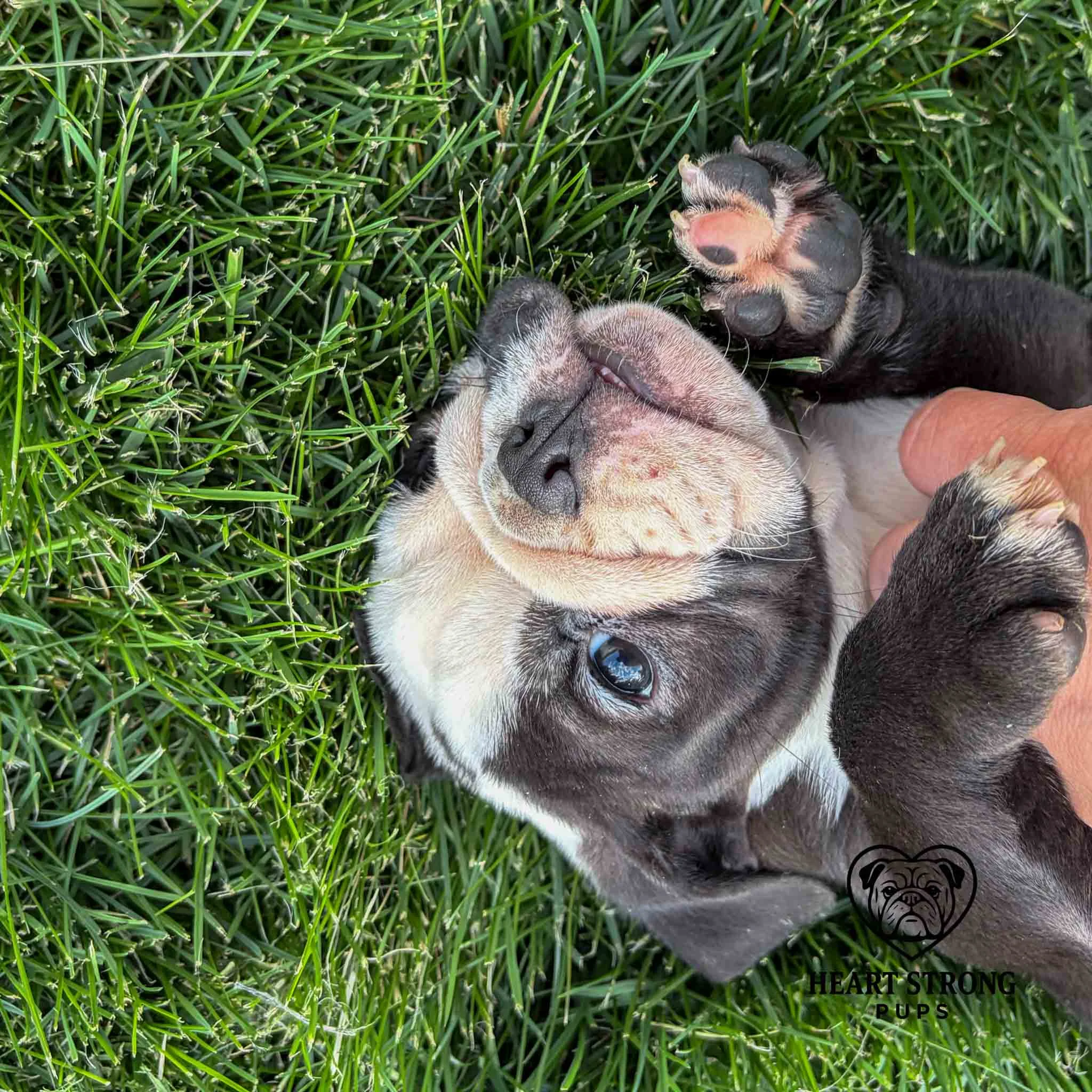 Wally the Bulldog puppy always takes the time for a tummy rub