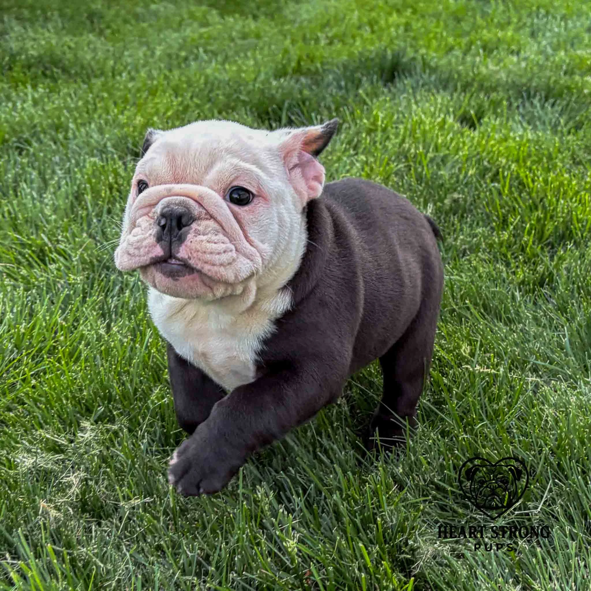 Brock the English bulldog with a white face and black tipped ears