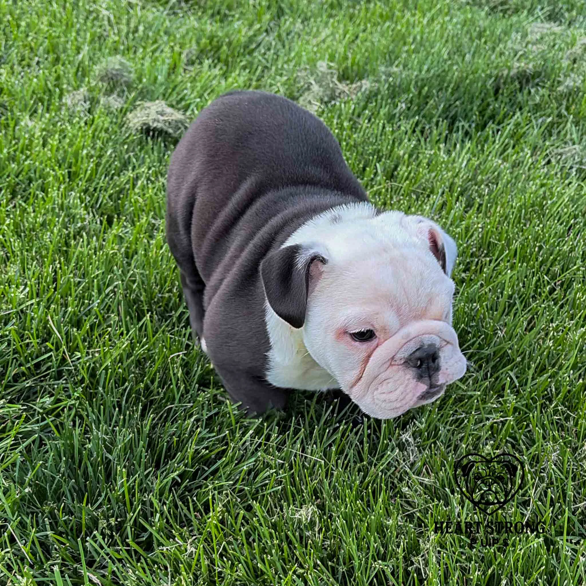 Brock the black and white English Bulldog taking time to sniff the grass