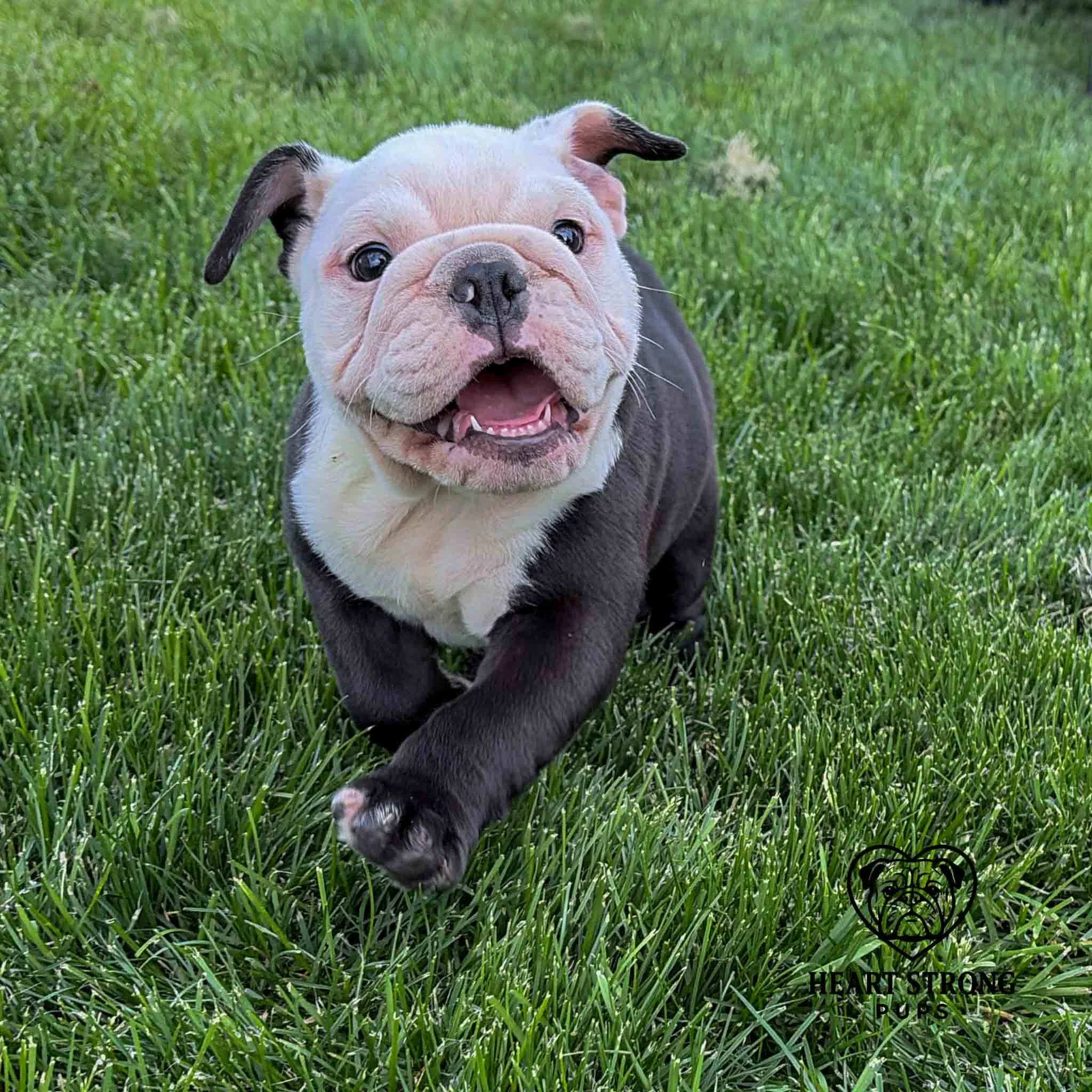 Brock the English Bulldog going for a run in the grass.