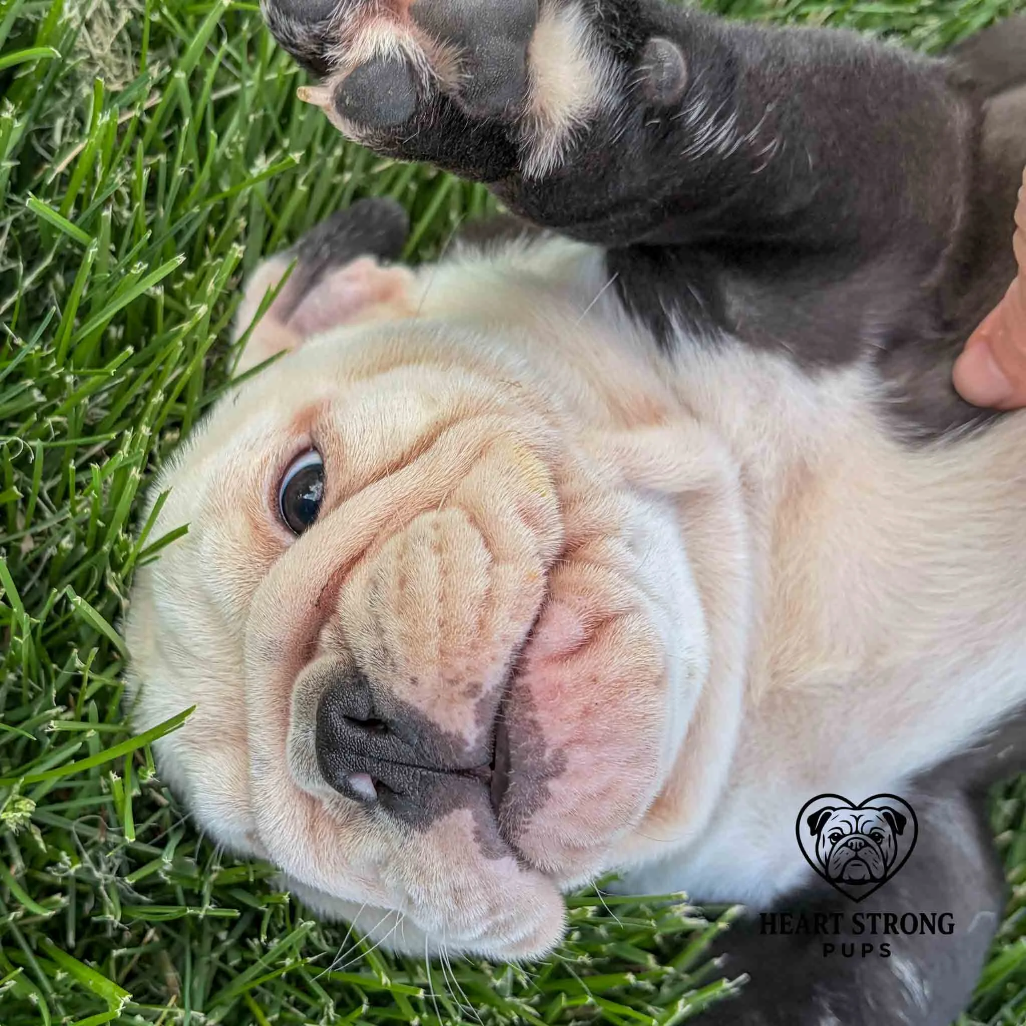 Brock the English Bulldog Puppy getting a tummy rub.