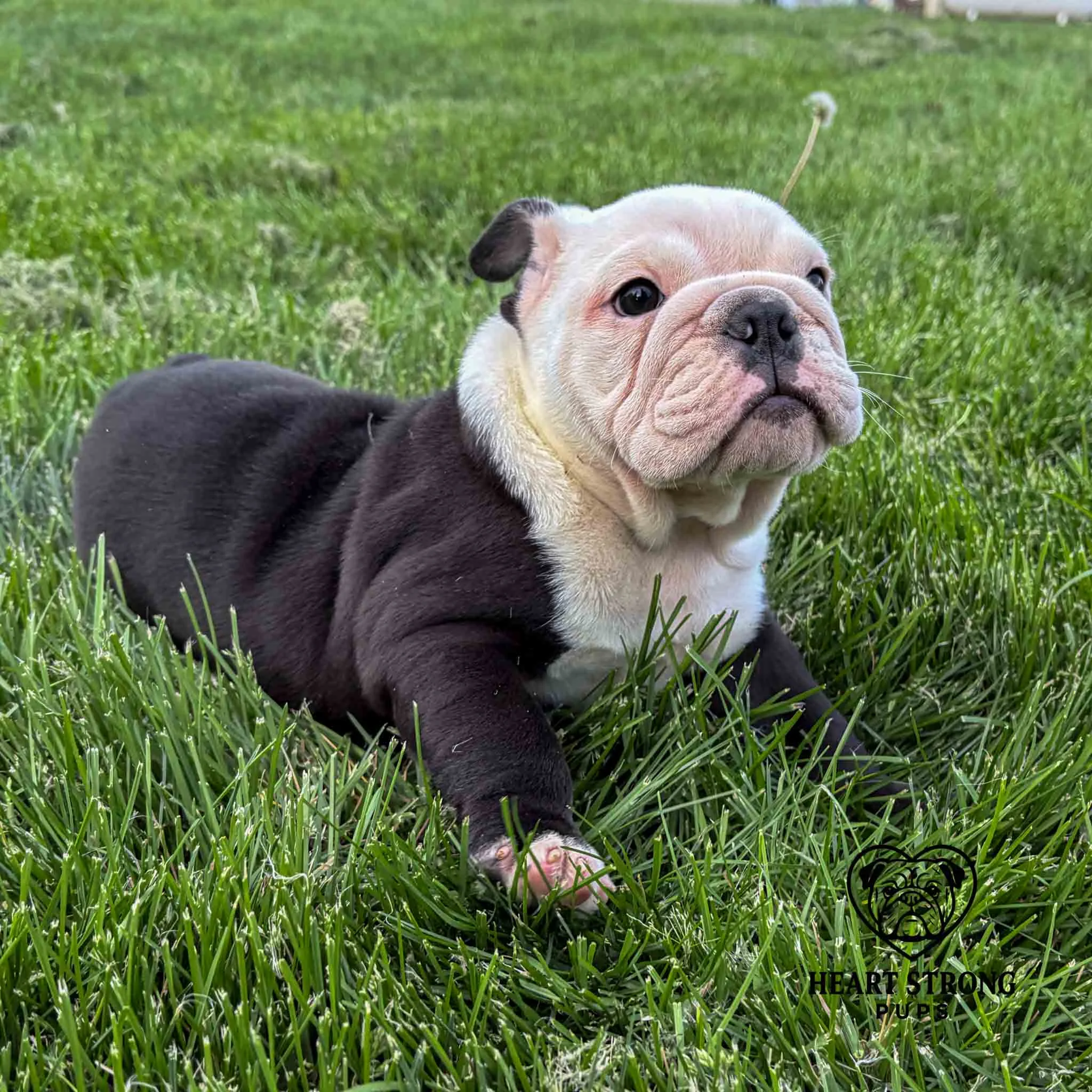 Brock the English Bulldog puppy with a white face and a little white of the toes.