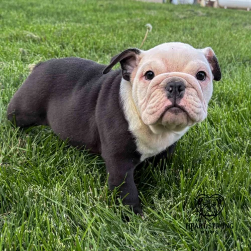 Brock the English Bulldog pup standing in the green grass