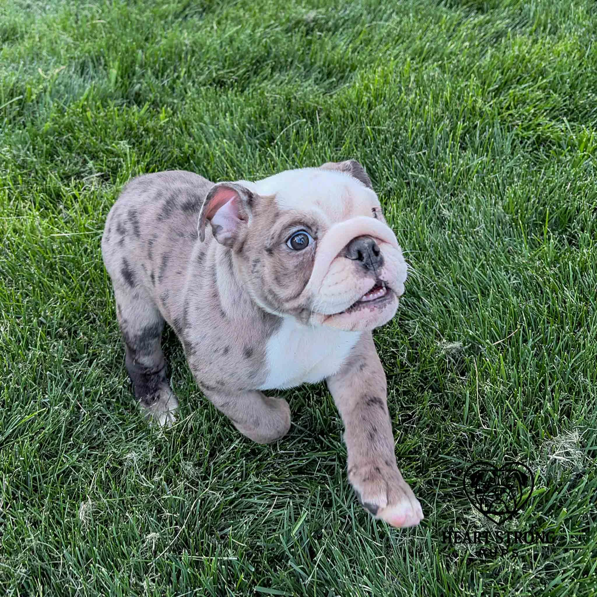 Happy English Bulldog pup taking a run and following the camera