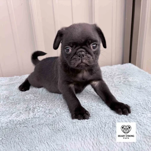 Pug puppy named Ozzy, giving a yoga pose
