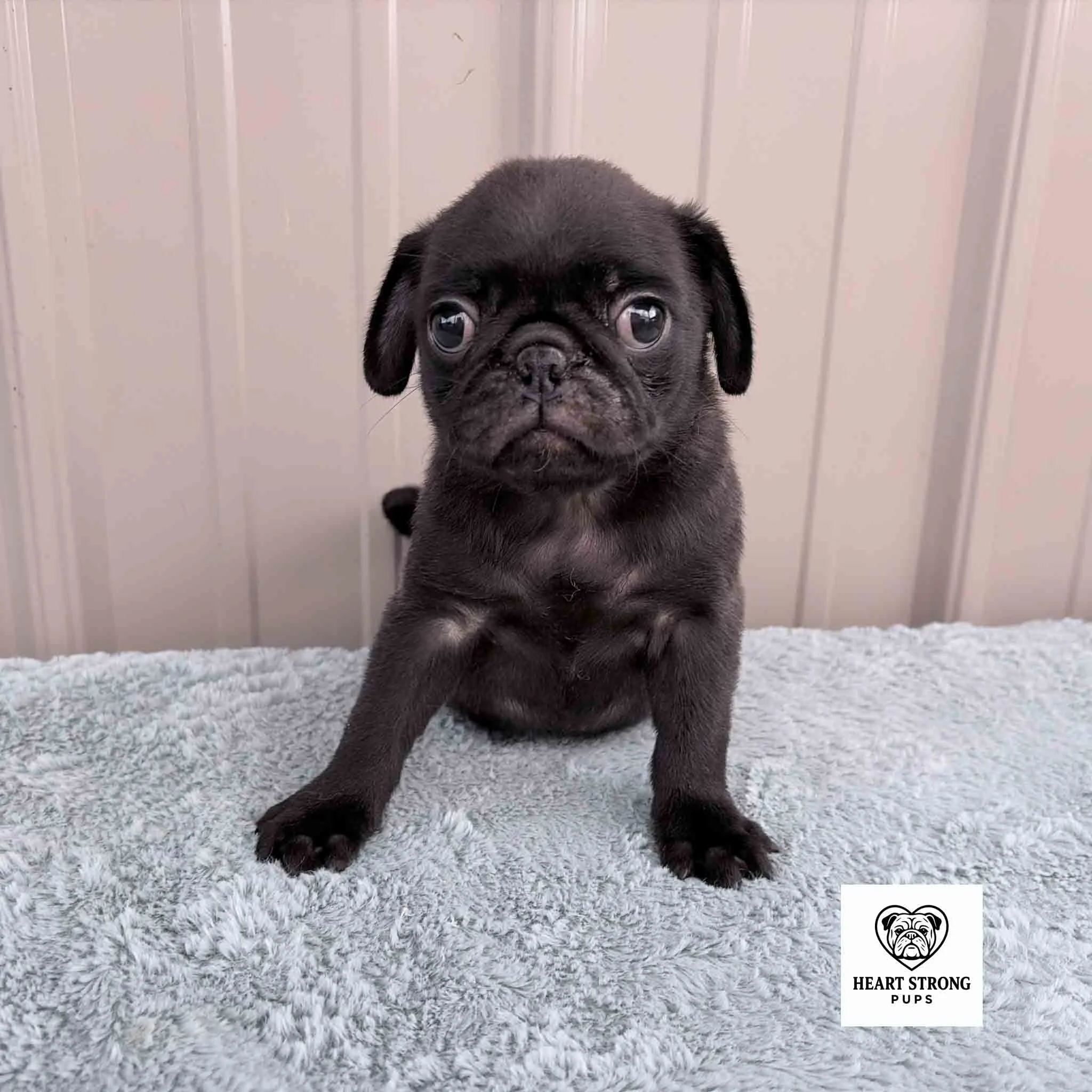 Pug sitting on blanket and posing for one last photo