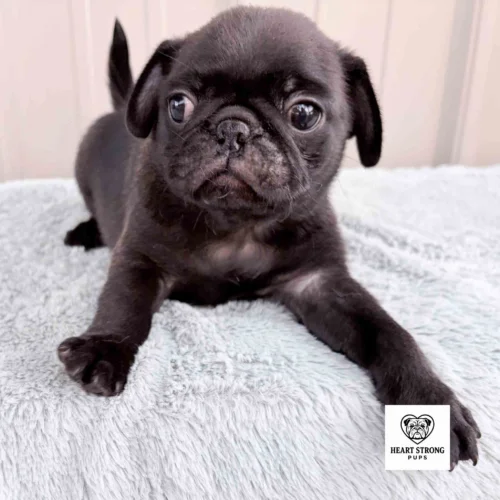 Cookie the Pug ready to make a dash. Laying on a soft blanket