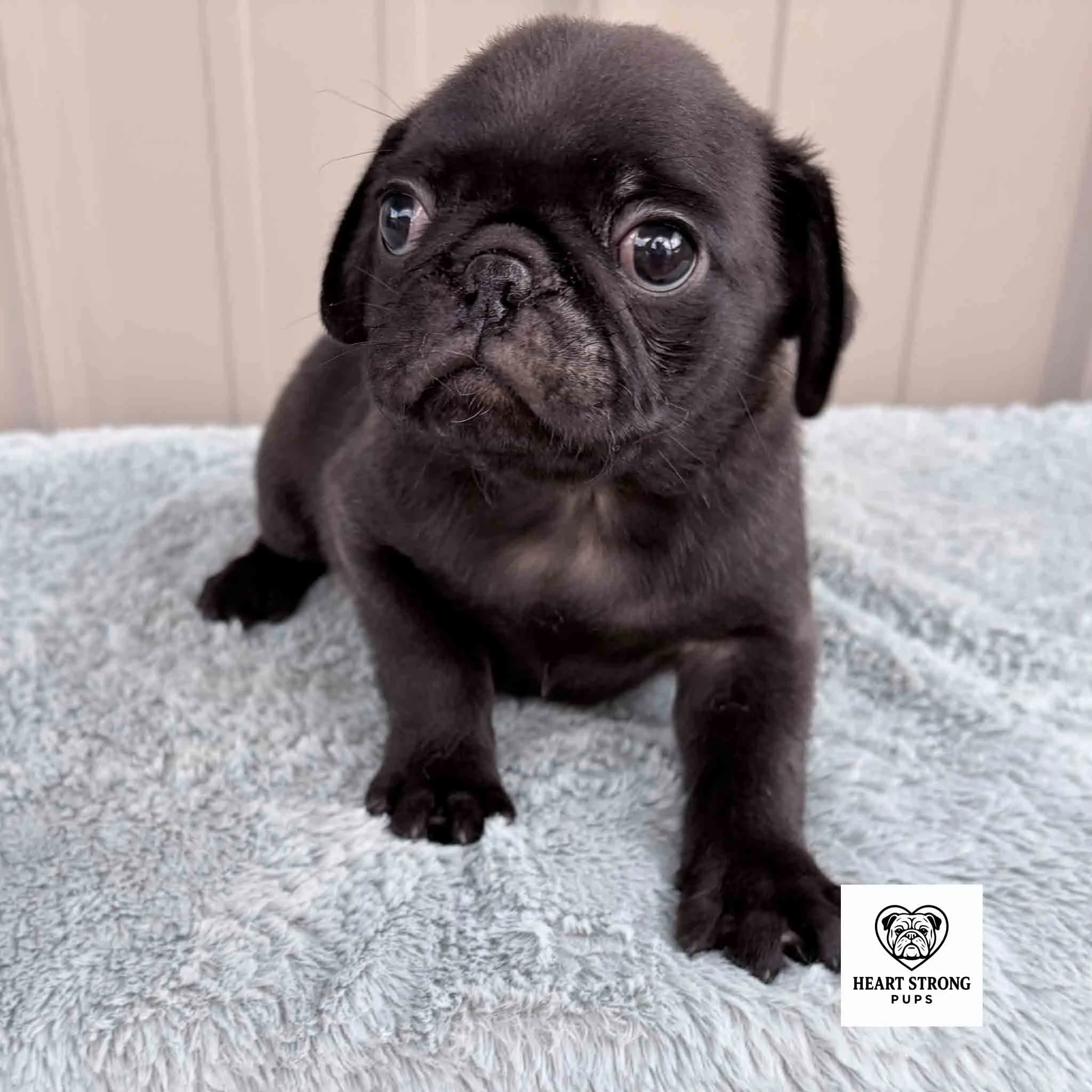 Black Pug on a blanket with a tan background