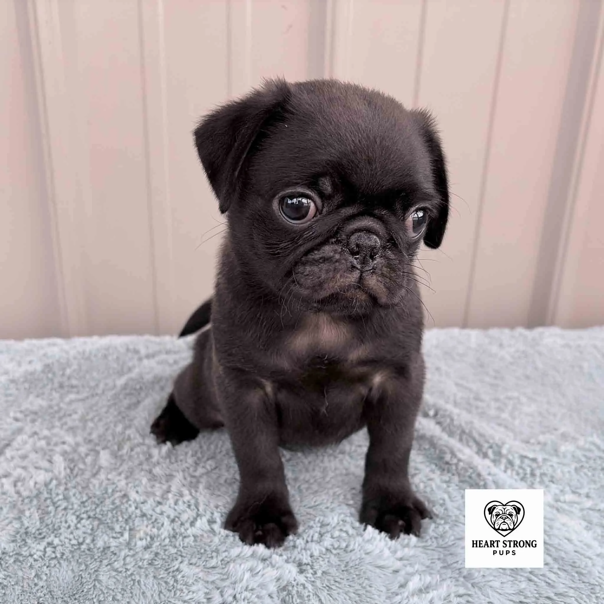 Ozzy the Pug posing on a soft blanket with a tan background