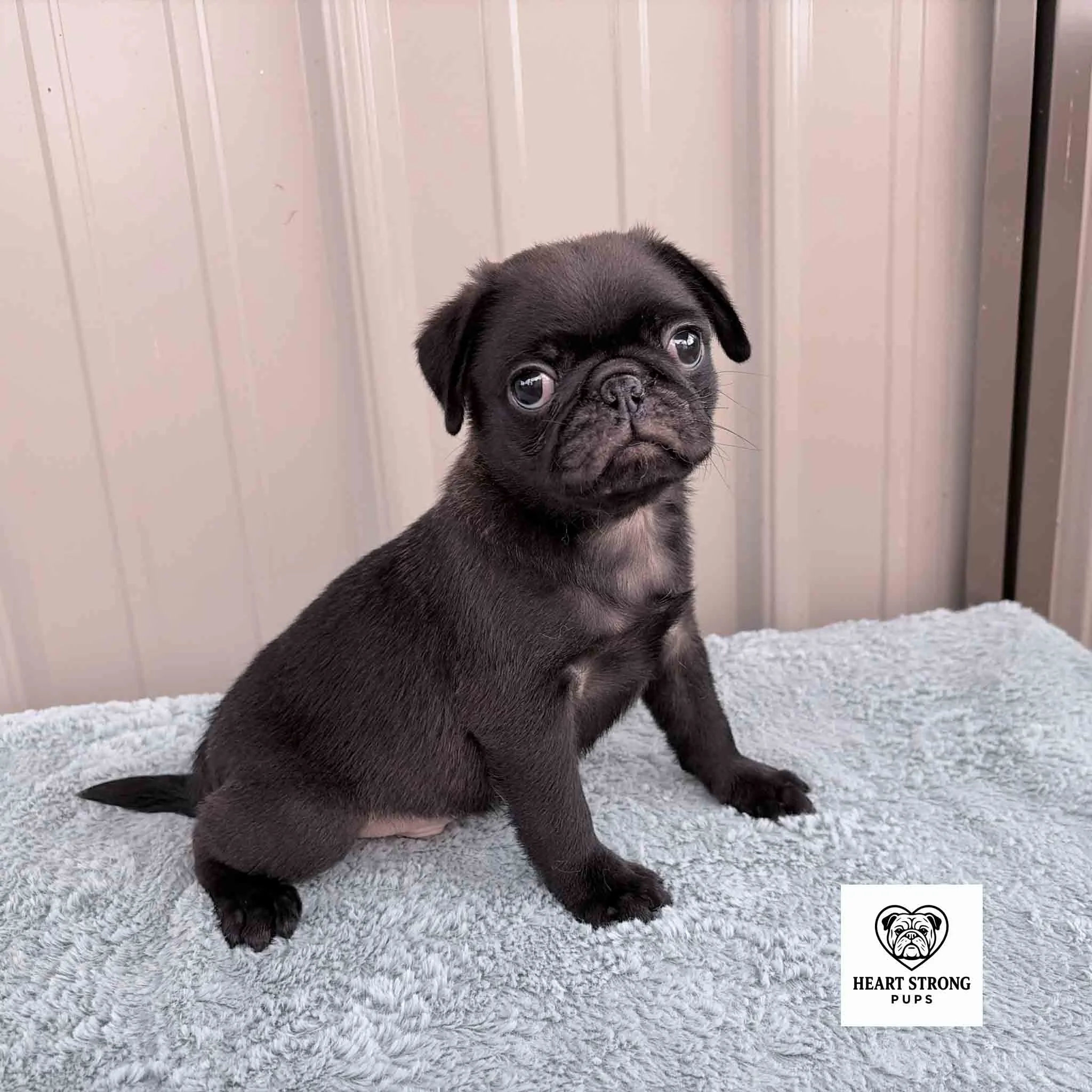 Ozzy the pug posing for one of those photos. Sitting on a soft blanket