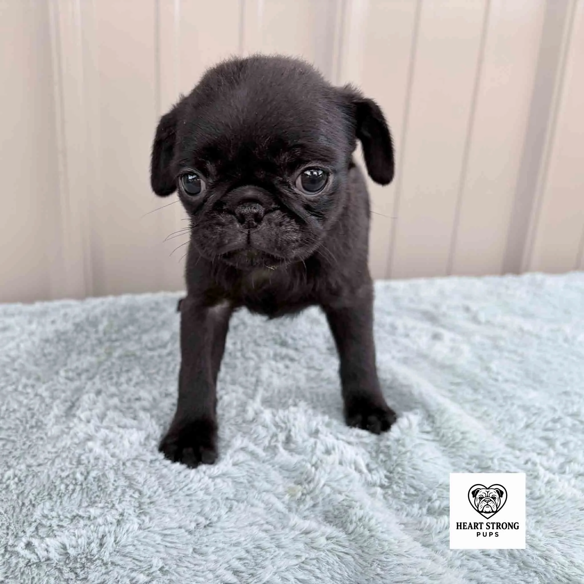 Cookie the Pug standing on a blanket in front of tan background