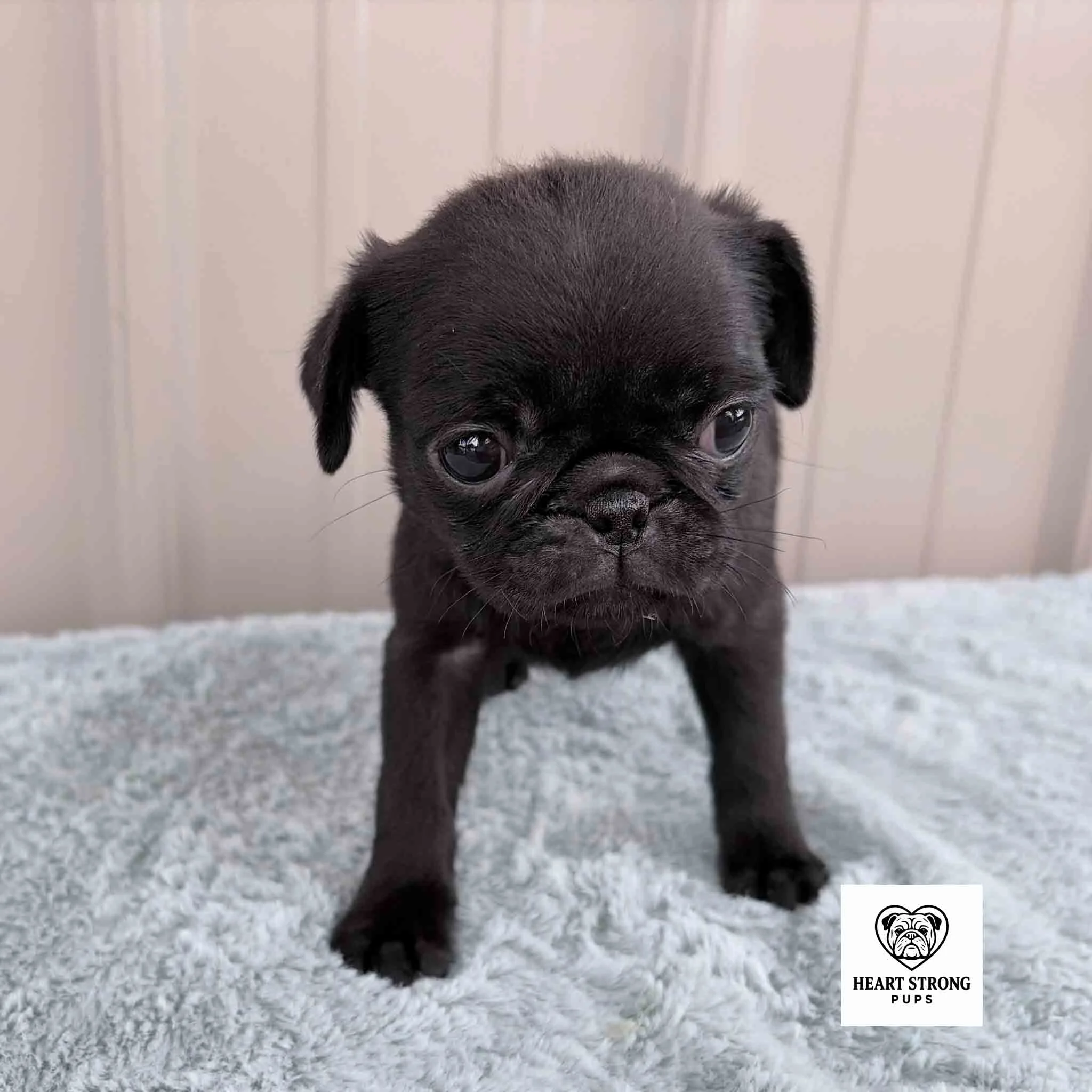 Cookie the Pug with the cutest flat nose standing on blanket
