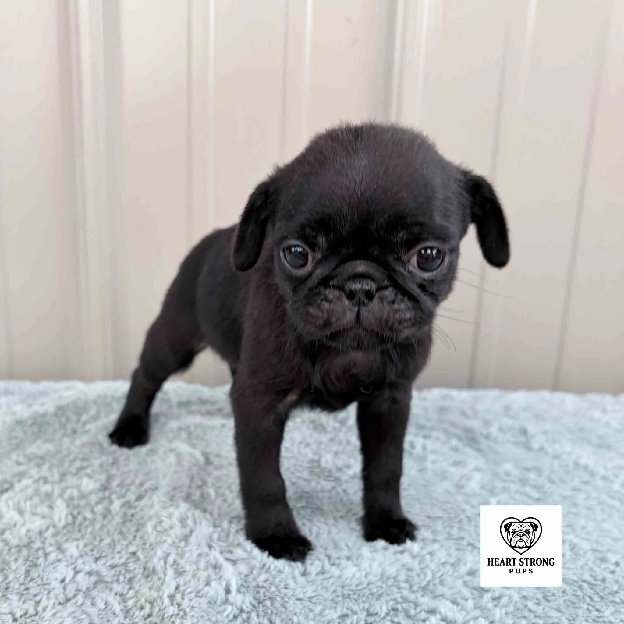 The Pug named Cookie has the cutest droopy ears