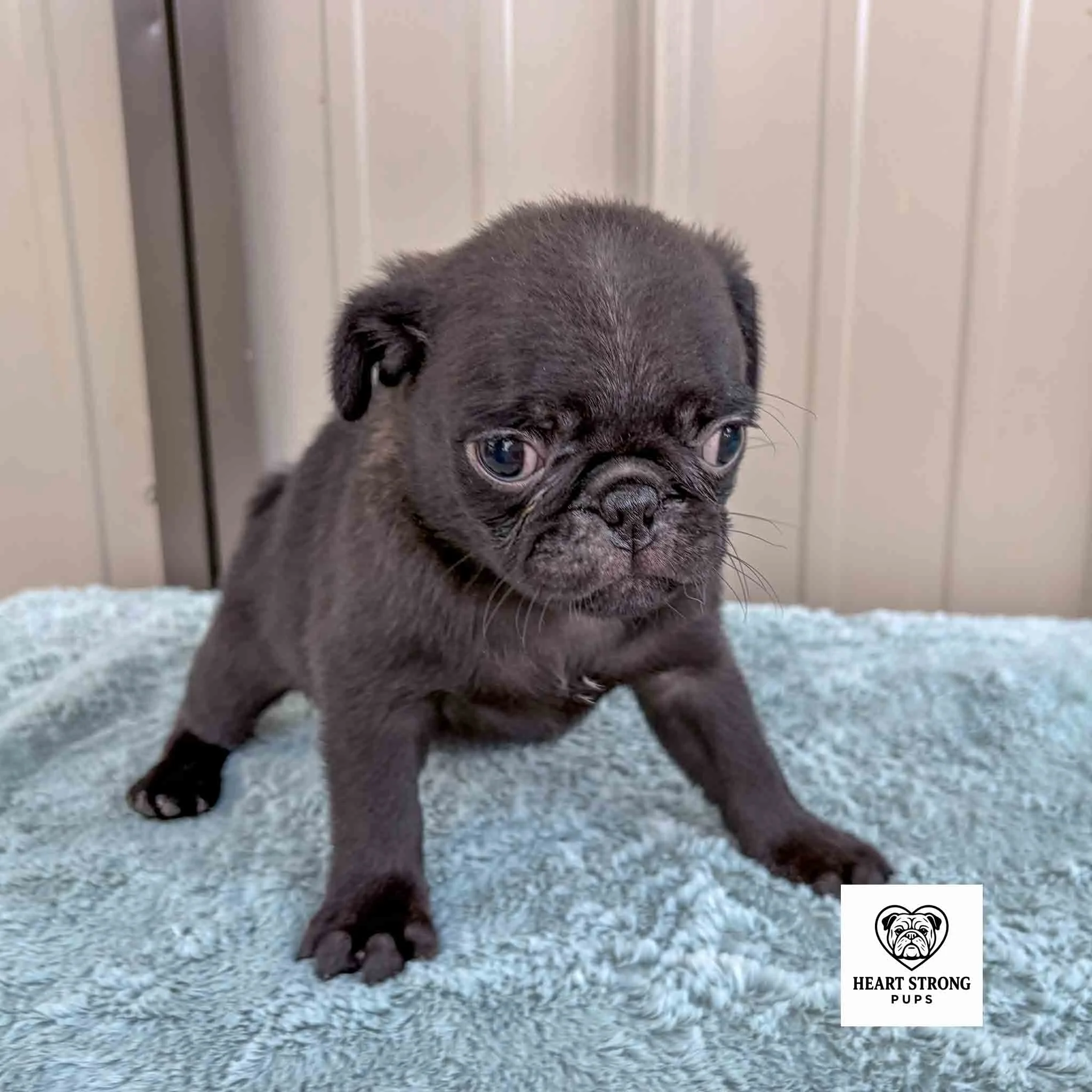 Ollie the Pug sitting on soft blanket