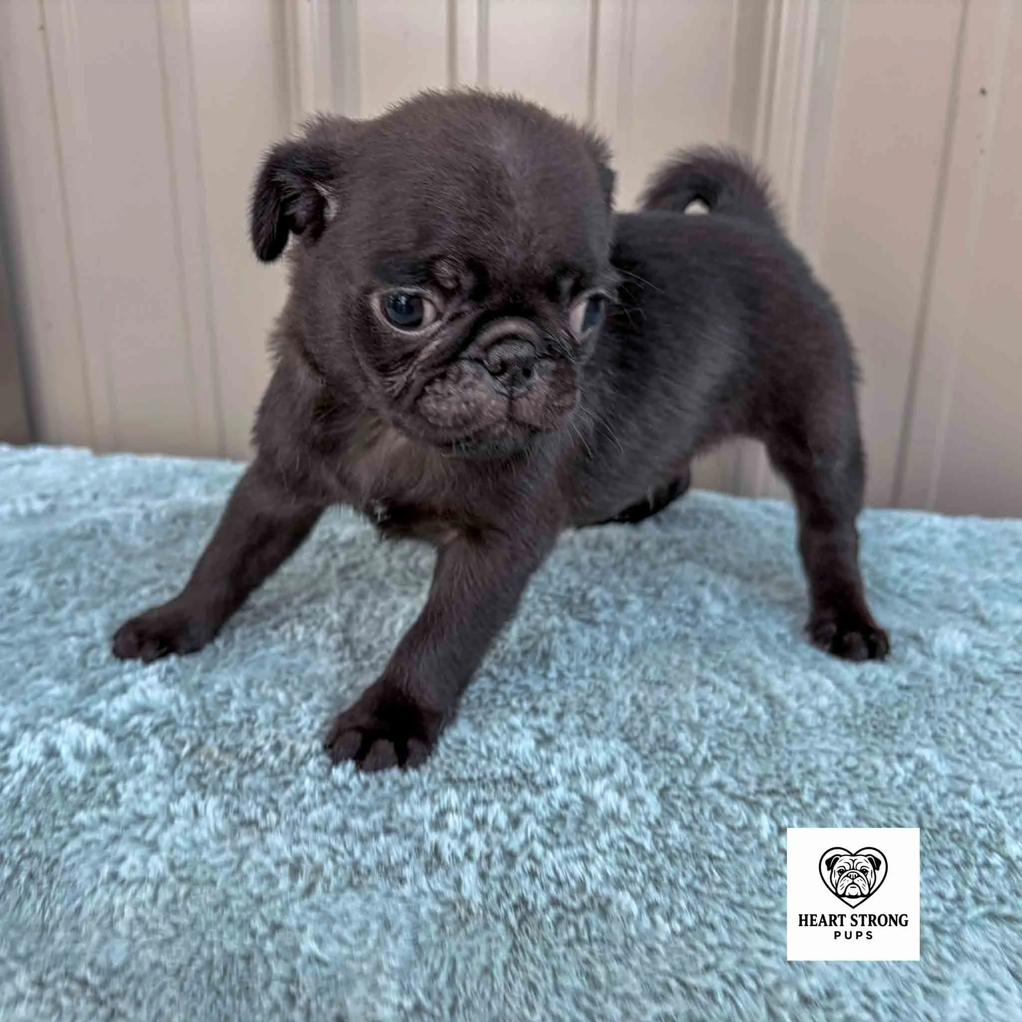 The Pug named Ollie standing on blanket with his tail curled and floppy ears