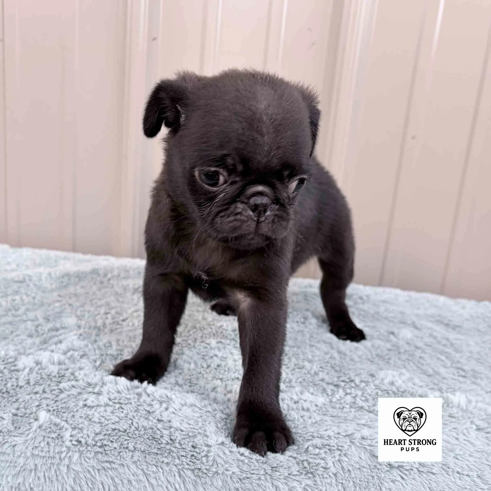 Ollie the Pug standing on soft blanket, in front of tan wall