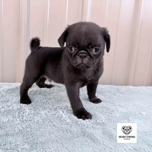 Ollie the Pug posing with a side view for the camera, tail curled and head posed perfectly