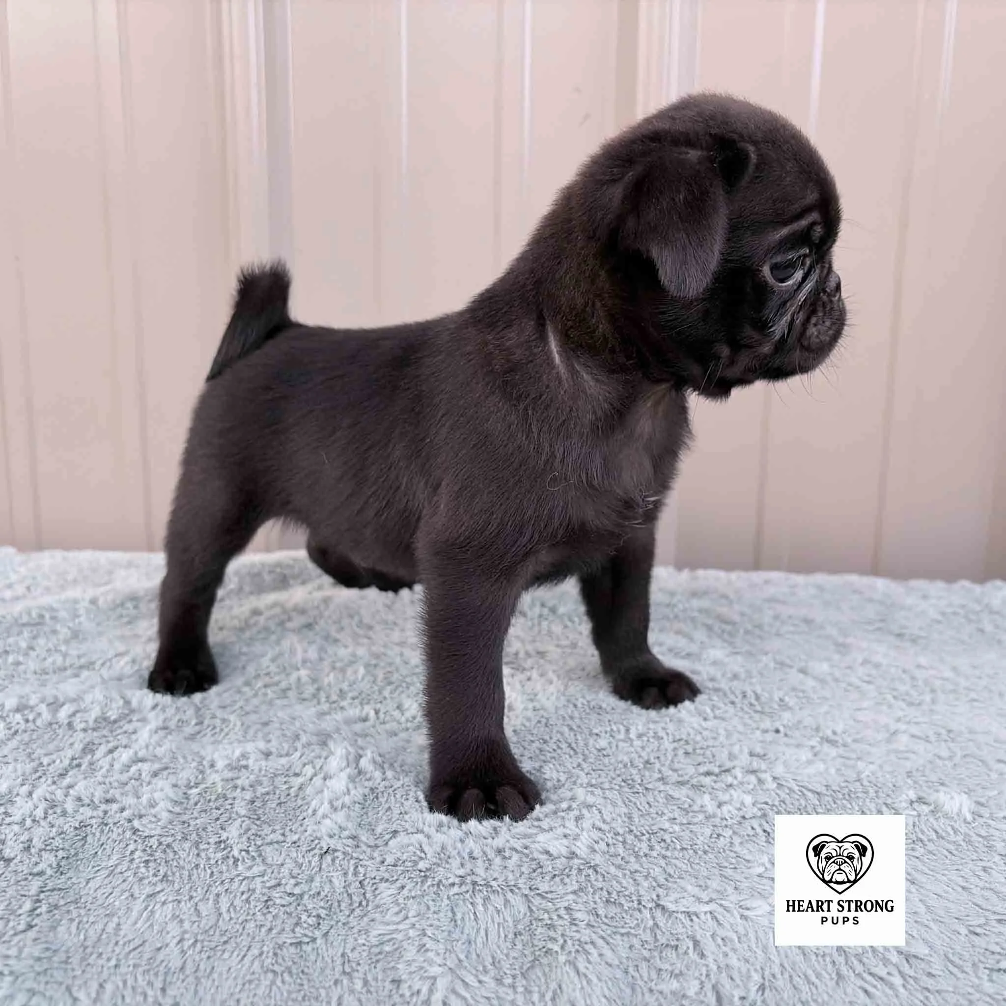 Ollie the Pug with a side of the head view. Standing on soft blanket