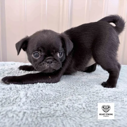 Marley the Pug ready for take off! Not gonna sit for this one.