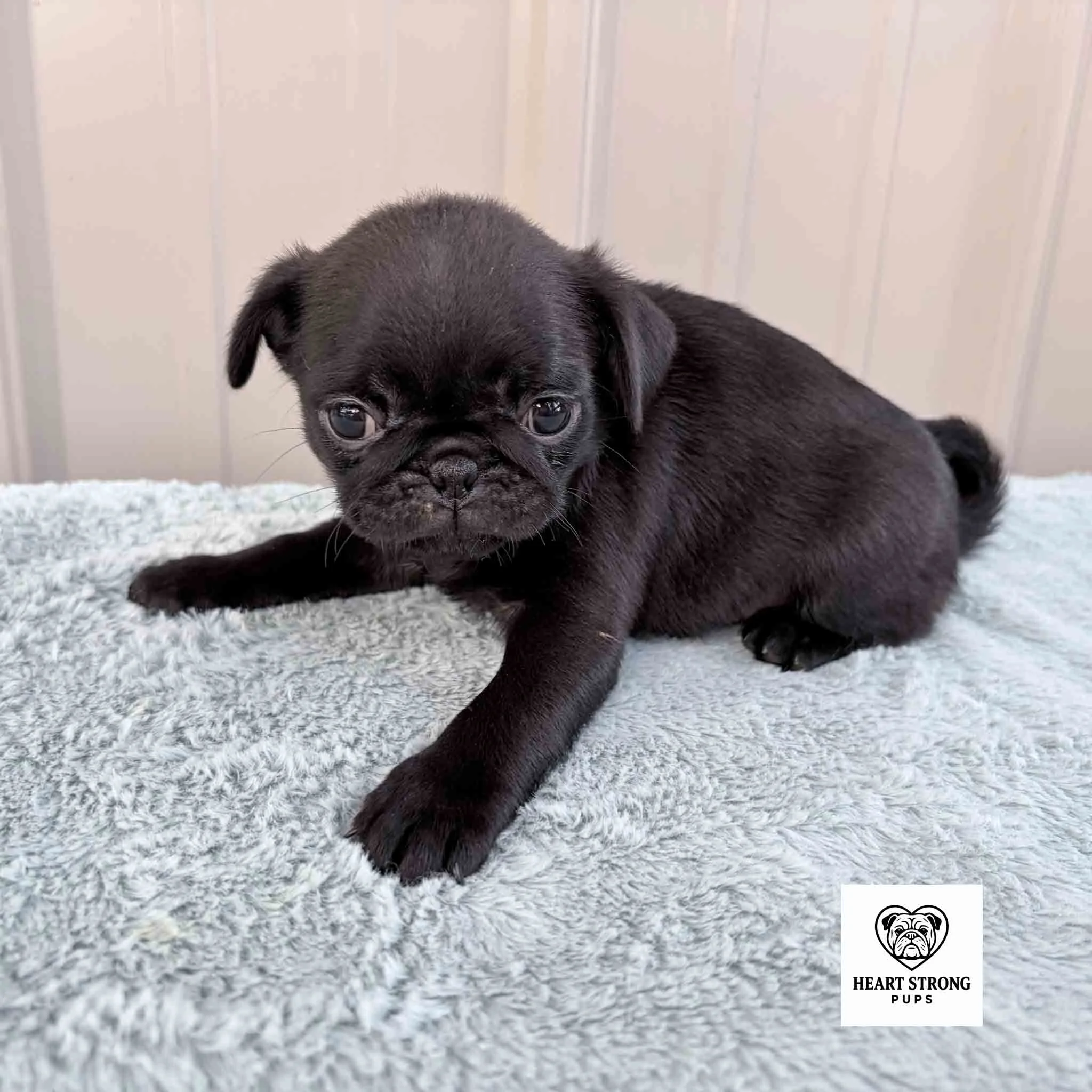 Marley the Pug sitting on her bum posing for a photo on soft blanket and tan background