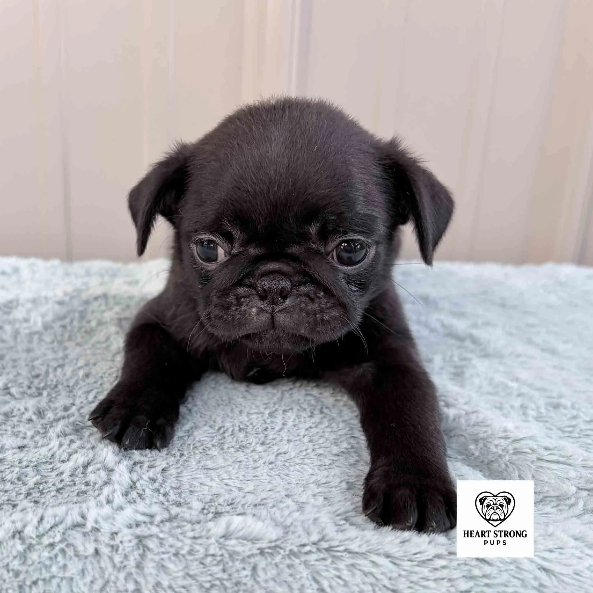 Marley the Pug with the cutest little face and ears.