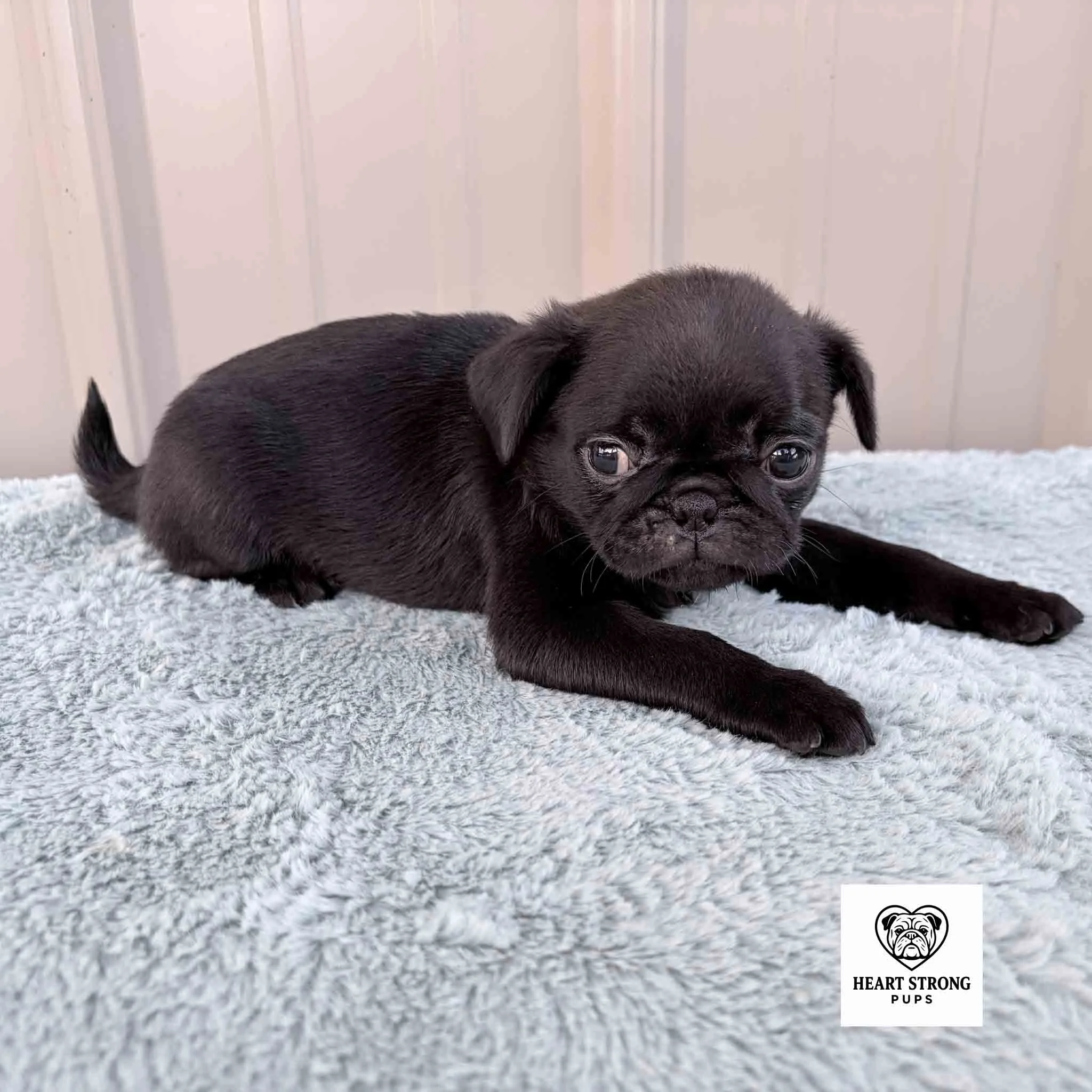 Marley the Pug laying on a soft blanket with her little tail curled up the back