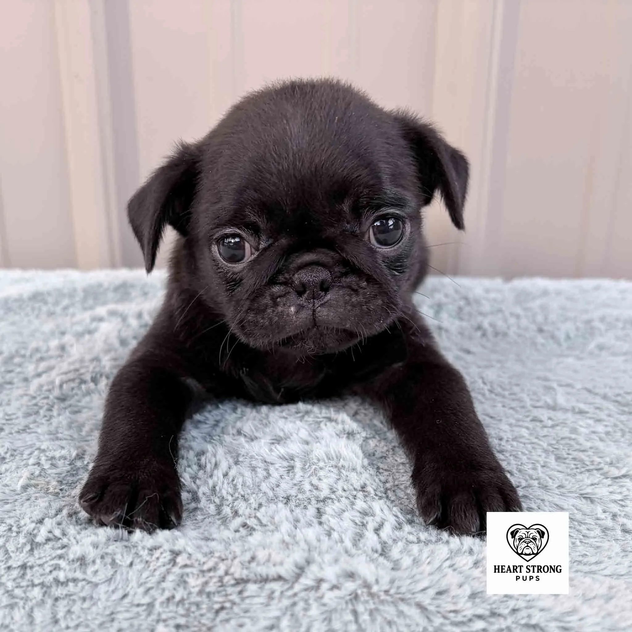 Marley the Pug with a perfect profile pose on a soft blanket