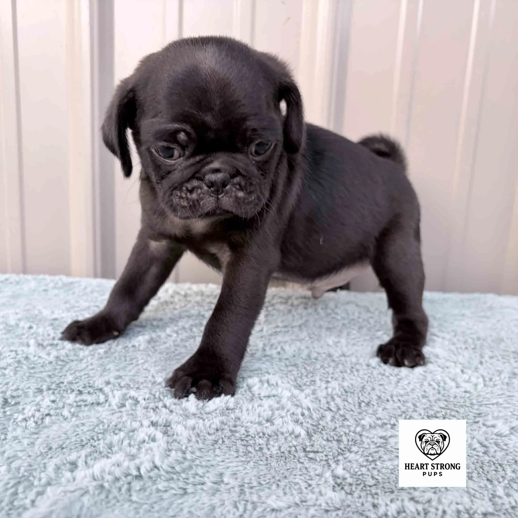 Nugget the Pug is a energetic little guy. Posing, but keeping an eye out for his next escape