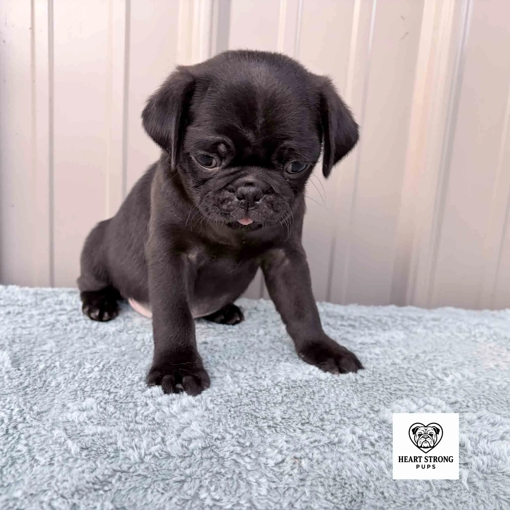 Nugget the Pug with the cutest little red tongue sticking out, has a great personality