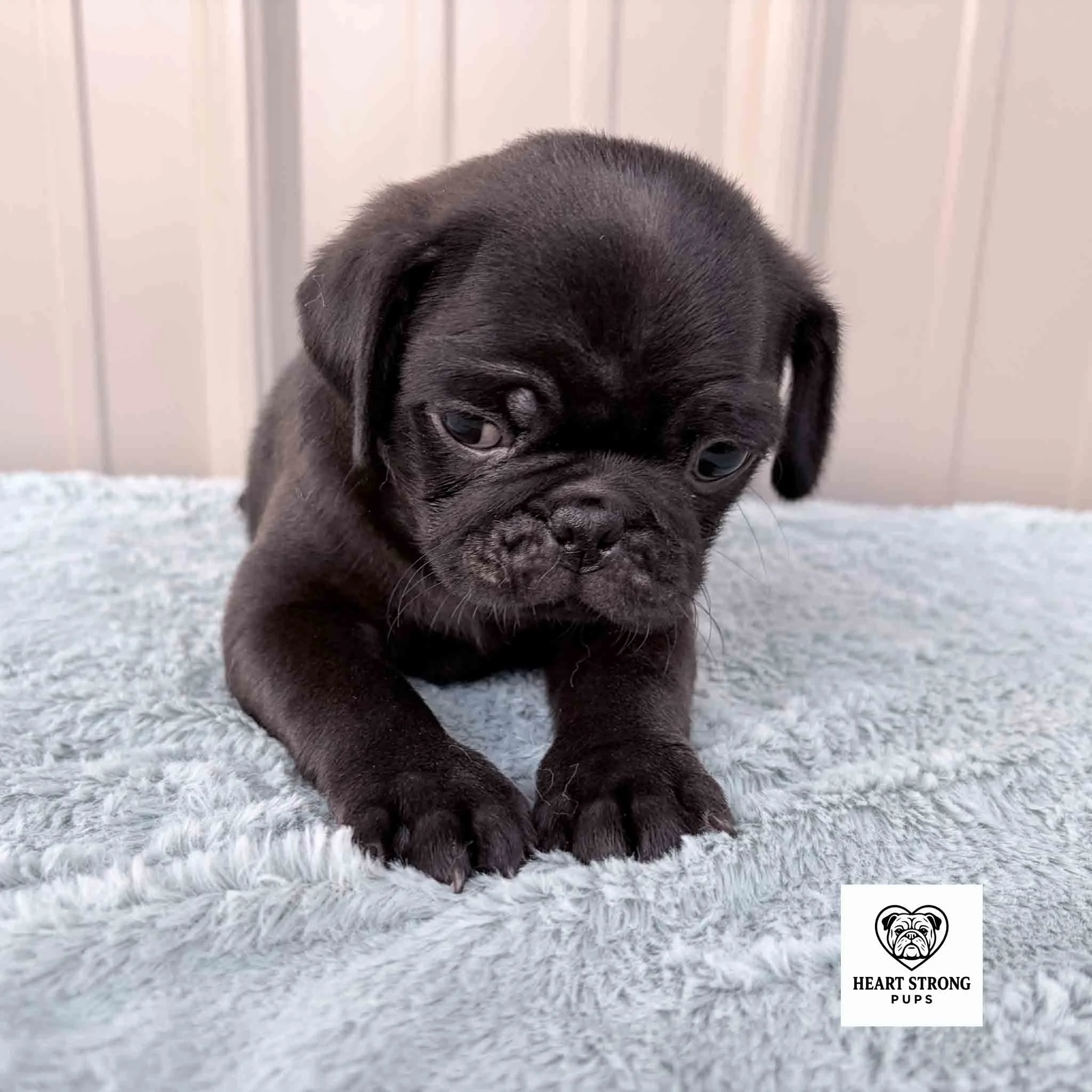 Nugget the Pug thinking he is over this photo posing for one more photo.