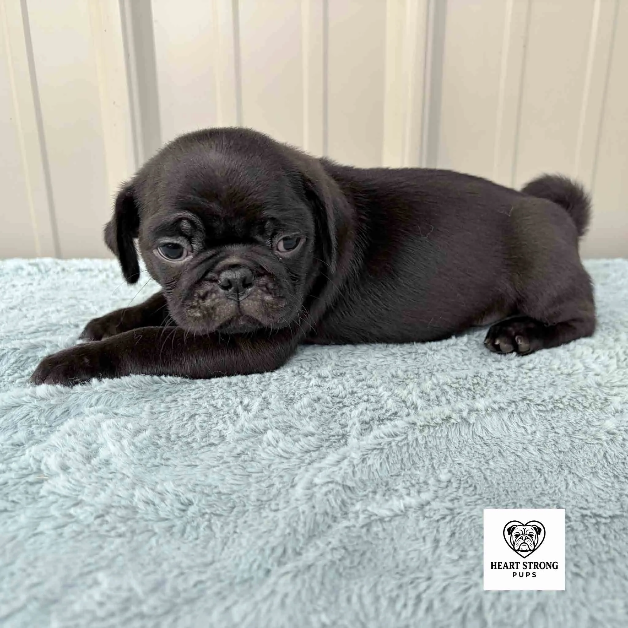 Nugget the Pug laying on a soft blanket with a cute little tail curl.