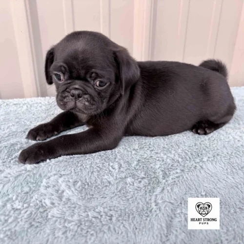 Nugget the Pug laying on a blanket in front of tan background