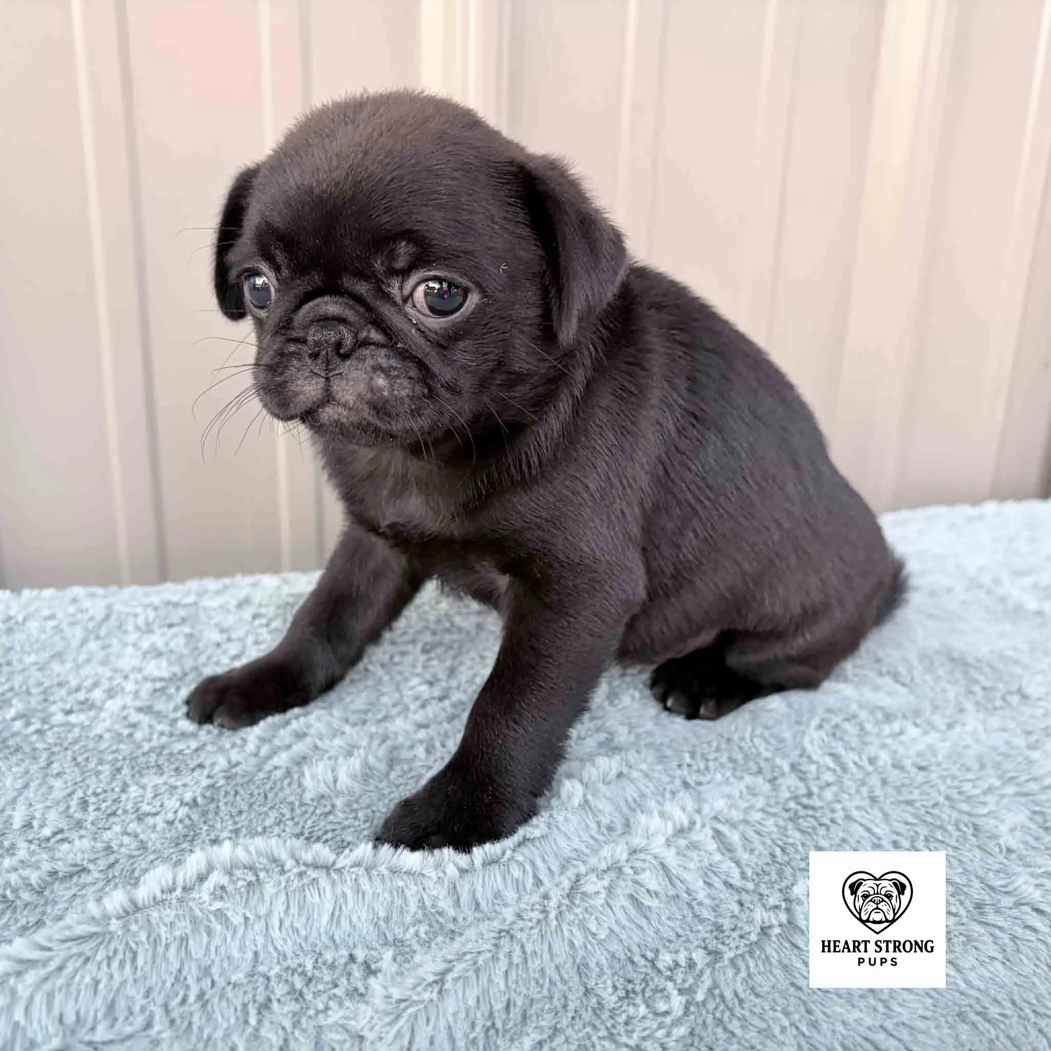 Kiwi the Pug not looking happy about posing for her photo
