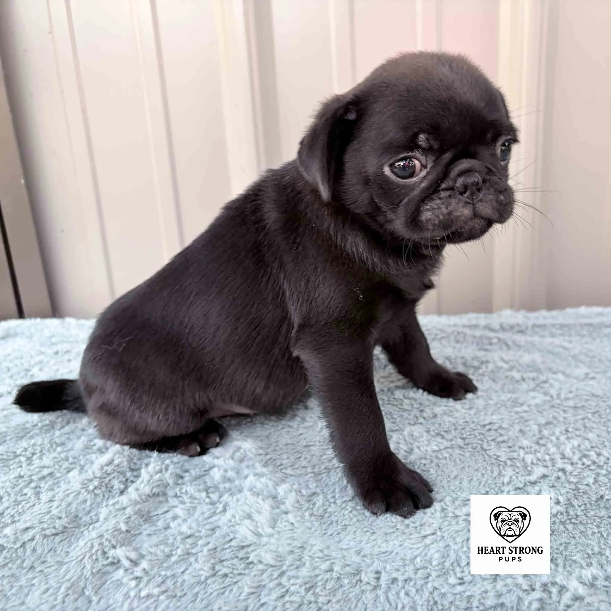 Kiwi the pug with the look of Do you really need this side too?