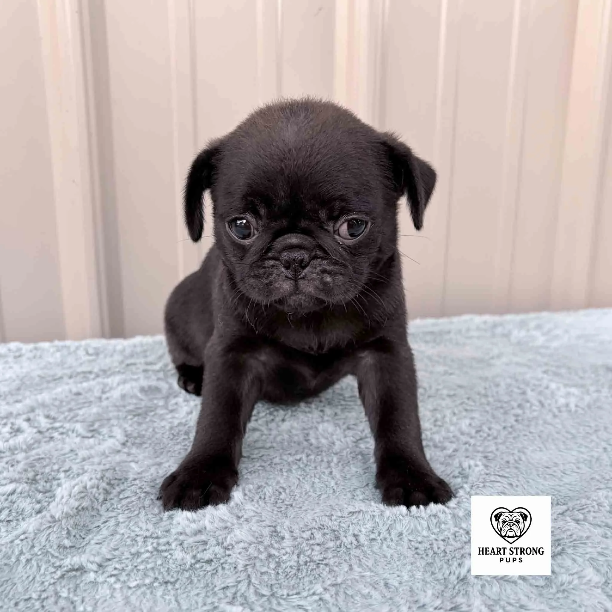 Kiwi the Pug with the cutest flat face and eyes begging for attention that does not include posing